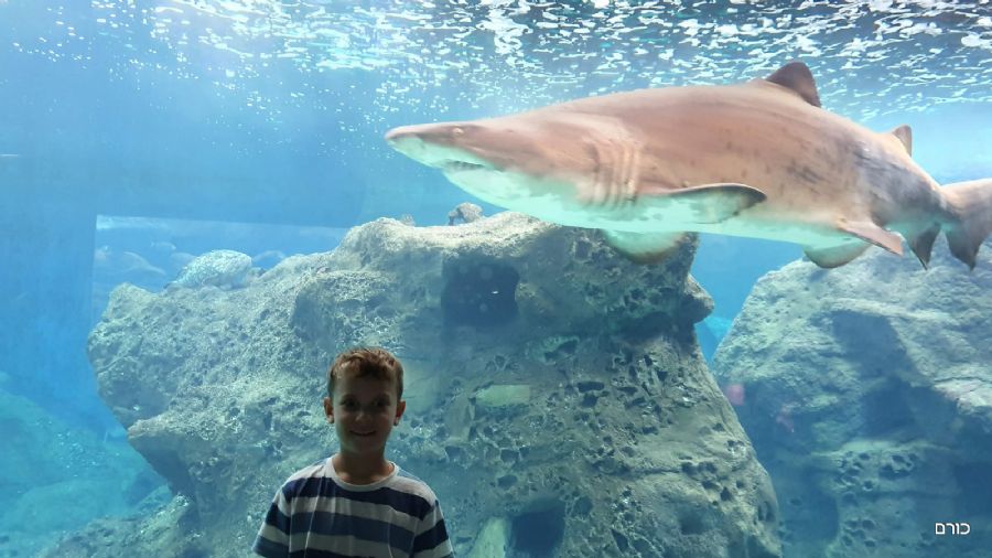 זהירות כריש